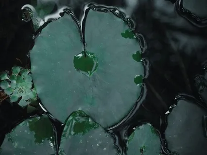 Mindfulness Of Breathing | 5 Minutes