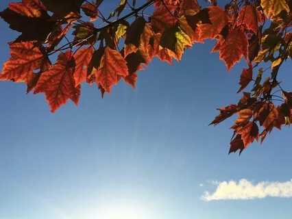 Mindfulness Of Breathing (Anapanasati)