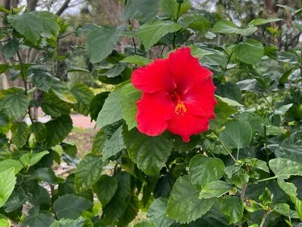 Mindfulness Of Breathing Based On Thich Nhat Hanh Teachings