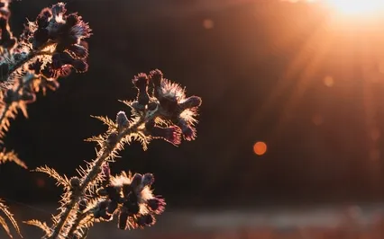 Mindfulness Of Breathing - Being With Difficult Experience