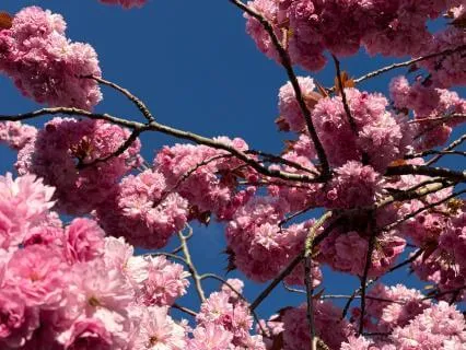 Mindfulness Of Breathing For Busy Minds