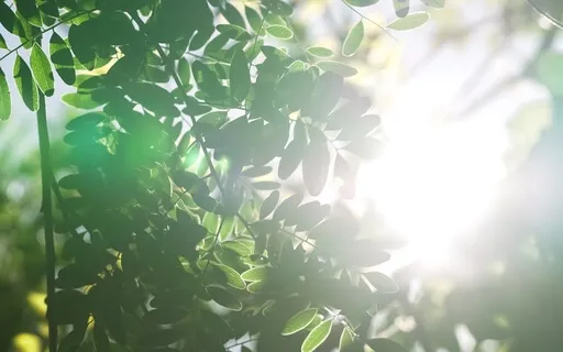 Mindfulness Of Breathing Meditation