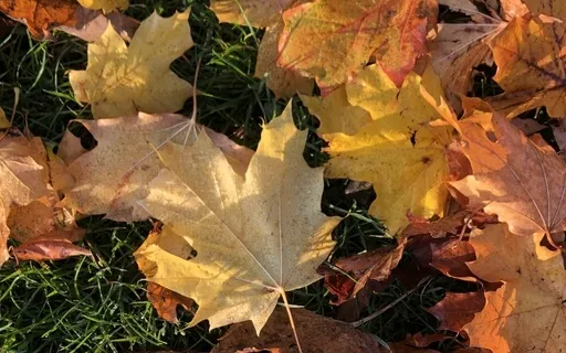 Mindfulness Of Breathing - Working With Thoughts