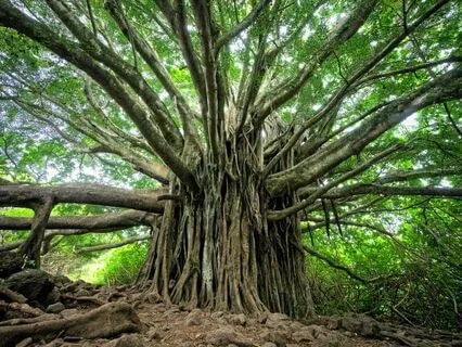 Mindfulness Of Difficult Thoughts Meditation