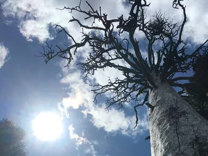 Mindfulness Of Emotion 