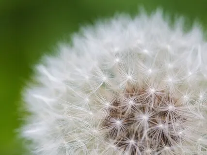 Mindfulness Of Emotions