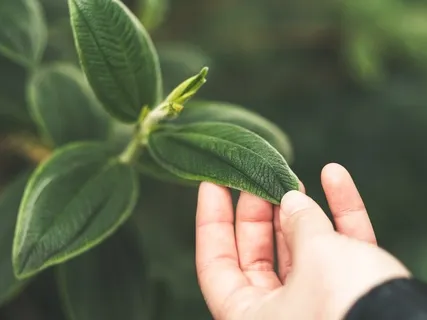 Mindfulness Of Emotions Practice