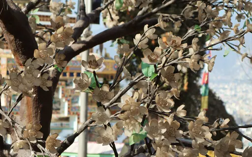 Mindfulness Of Feelings In The Body Field