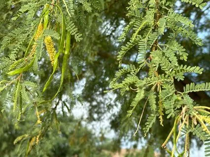 Mindfulness Of Feelings Or Sensations