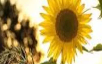 Mindfulness Of Sound