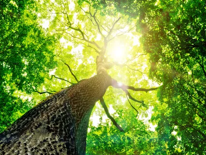 Mindfulness Of Sound