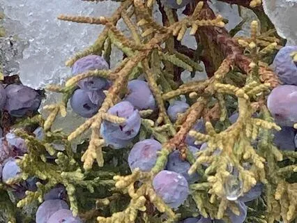 Mindfulness Of Sound, Awareness Of Surroundings Meditation