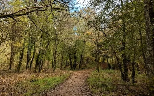 Mindfulness Of Sounds