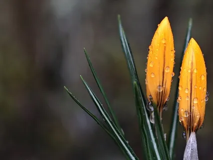 Mindfulness Of The Arising Of Phenomena 