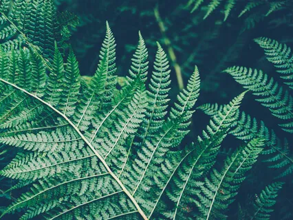 Mindfulness Of The Body 