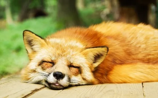 Mindfulness Of The Body