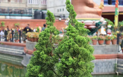 Mindfulness Of The Body: Dropping The Projections