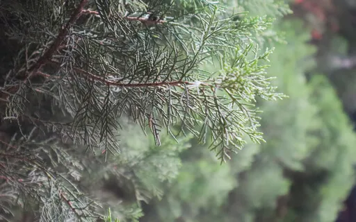 Mindfulness Of The Body: The Skeleton Practice