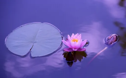 Mindfulness Of The Breath