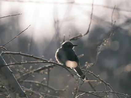 Mindfulness Of The Breath Meditation