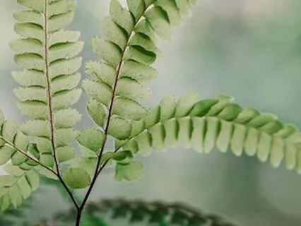 Mindfulness Of The Breath/Working With An Anchor