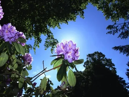 Breath With Counting