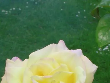 Mindfulness Of The Emotions