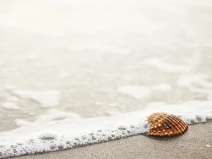 Mindfulness Of The Mind