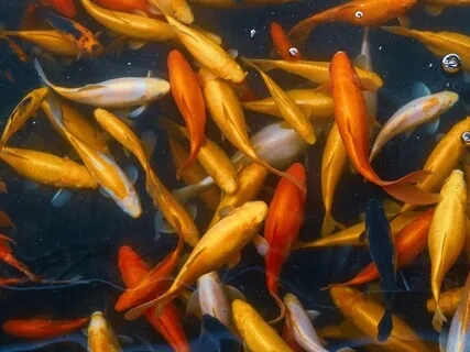 Mindfulness Of Thinking