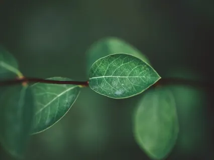 Mindfulness Of Thoughts Meditation