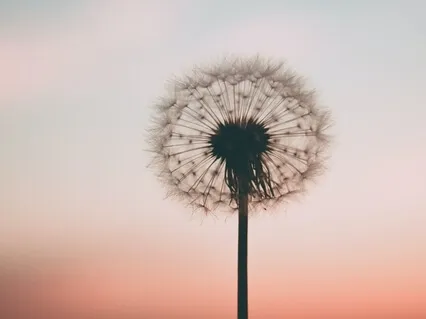 Mindfulness of Thoughts And Emotions - Finding Pause