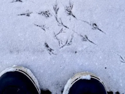 Mindfulness Of Thoughts Meditation