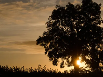 Mindfulness of Thoughts