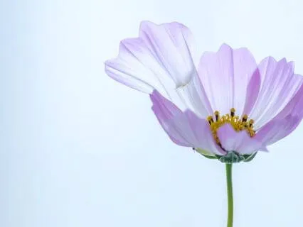 Mindfulness Of Universal Oneness