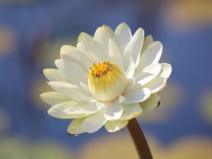 Mindfulness On Feeling Tones - Pleasant Unpleasant Neutral