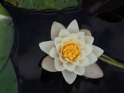 Mindfulness på åndedrættet