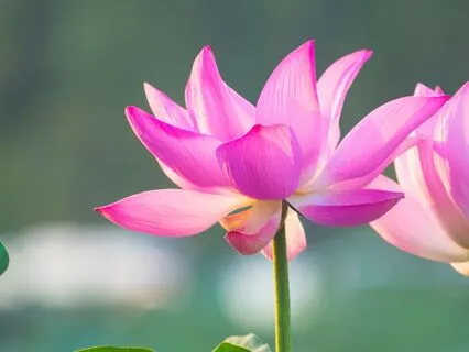 Mindfulness para insônia - Durma em poucos minutos