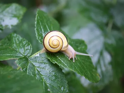 Mindfulness Piano Music