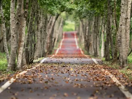 Mindfulness Poético III - 'Leva-me'