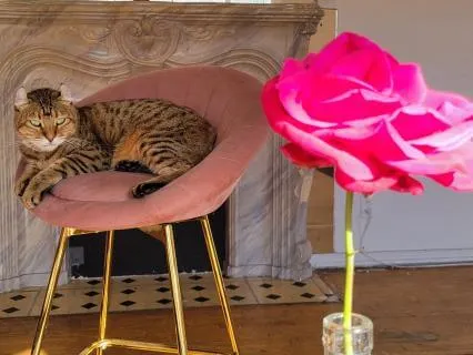 Mindfulness Practice Of Zen Observation