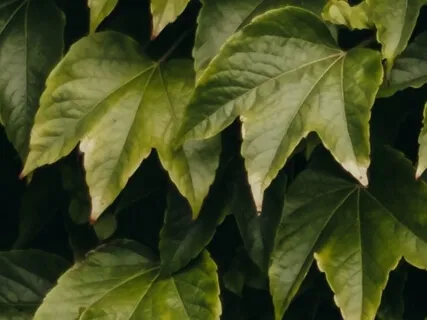 Mindfulness Practice - Watcher Of The Thoughts