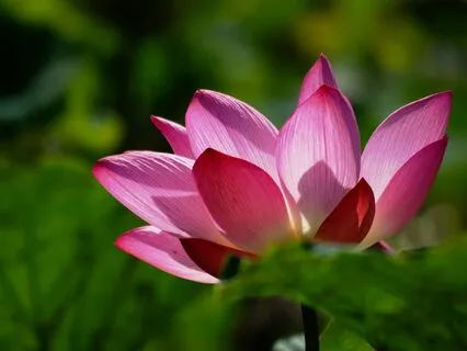 Mindfulness Through The Heart