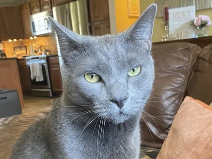 Mindfulness With A Cat Called Tuna