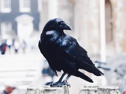 Mindfulness With A Raven