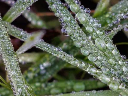 Mindfulness With Awakening Factors