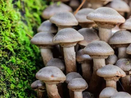 Mindfulness With Mind