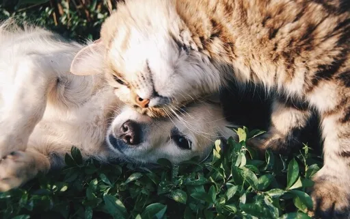 Mindfulness With Pets