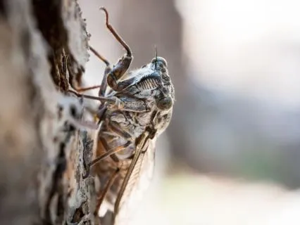 Mindfulness With The Cicadas