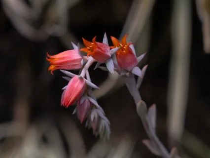 Mindfulness With The Hindrances