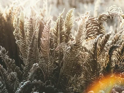 432Hz Alpha | Strength | Binaural Beats